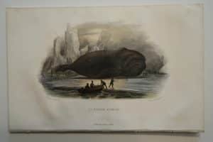 Rare hand-colored lithograph, by Edouard Travies, of a Baleen Whale.