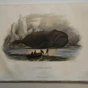 Rare hand-colored lithograph, by Edouard Travies, of a Baleen Whale.