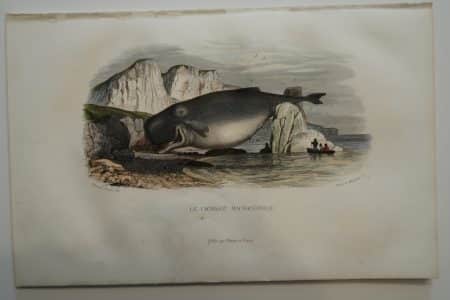 Beached whale & whaleboats, A rare hand-colored lithograph, 19th century, historic scene depicts, toothed sperm whale, beached.