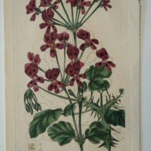 One of Robert Sweet's pelagoniums engravings plate214 from 1824.