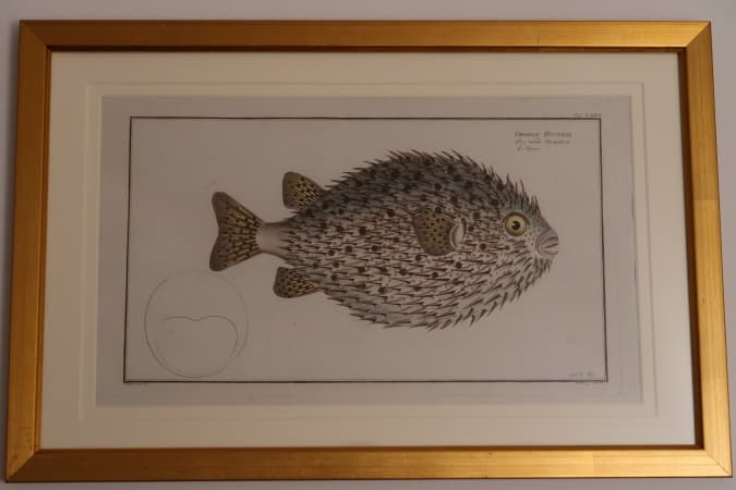 Bloch fish engraving by the 18th century Icthyologist. This piece has professional museum picture framing (gold frame). Bloch fish engravings published from 1772-1778. Our are antiques, about 250 years old.
