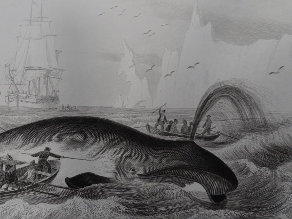 At Anne Hall Antique Prints, you can explore the history of whales. This antique engraving printed 150 years ago. The scene depicts an active whaling scene. Search our inventory of, antique whale engravings. Our antique prints are over 100 years of age.