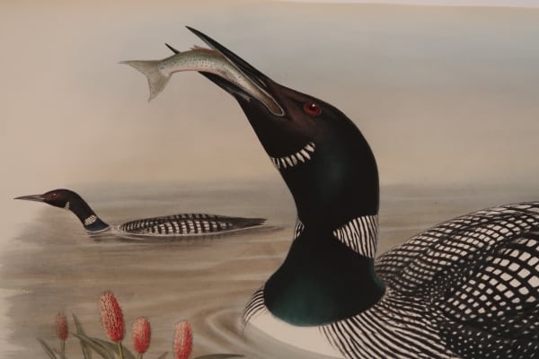 Buy antiques: hand-colored lithographs, and hand-colored engravings, of ocean water-birds. John Gould, Cornelius Nozeman & Francois Martinet's art from centuries ago.