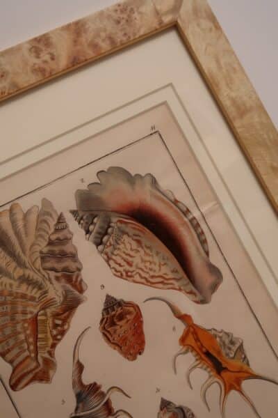 We have decorative antique prints, of seashells. Many are hand-colored engravings, and antique lithographs. All of our antique seashell engravings & lithographs are antiques. That means they are at least 100 years old. 

Why not surround yourself with the beauty of the ocean?