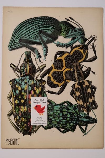 An antique pochoir plate depiction of bettles from the 1920's. Art Deco Pochoirs Insectes-14 is an original Eugene Seguy.