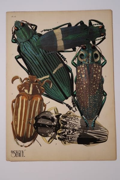 Exquisite metallic paints were stenciled onto this antique pochoir artwork, 1925-1926 Paris: EA-Seguy Beetles Plate-13.