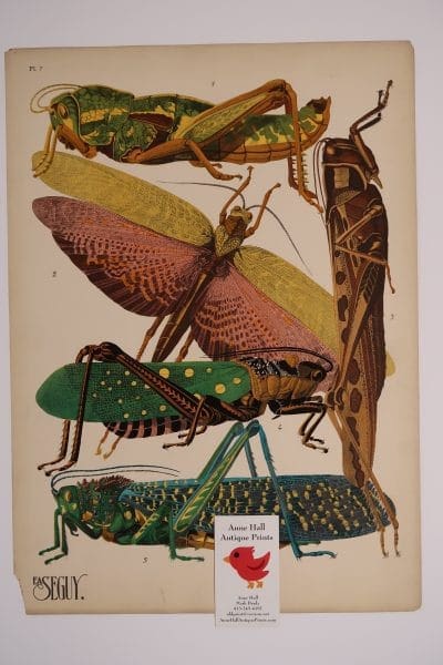 EA-Seguy Grasshoppers Insectes Plate-7, is an original 1920's, Art Deco pochoir for sale.