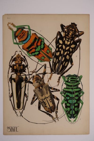 5 different kind of beetles are in this original pochoir art, EA-Seguy Insectes Plate-4. Available & for sale.