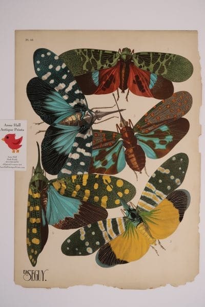 EA-Seguy Insectes Pochoir Plate-16, has exceptional composition of 5 lantern flies, in original pochoirs.