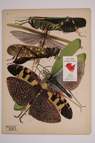 Magnificent Seguy Insectes Plate-8, an incredible original, Art Deco depiction of grasshoppers and other insects about 100 years old.
