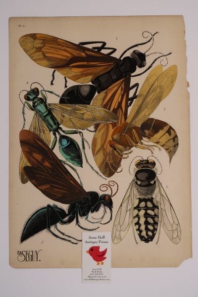 Original French Art Deco Pochoirs EA-Seguy Insectes Plate6