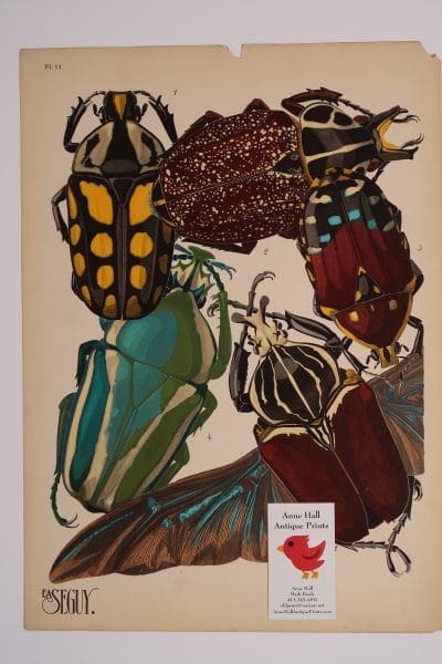 An original pochoir, emile alaine Seguy Insectes Beetles Plate-11, in electric blue & neon green colors.