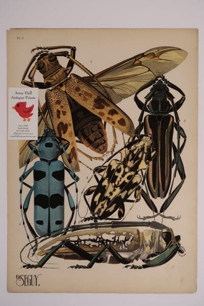 Seguy Insectes Beetles Plate-3, French pochoir, original art, 1920's Paris.