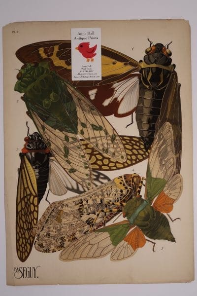 Seguy Insectes Cicadea Plate-2, an original French pochoir art, of cicadas, from 1925 - 1926.