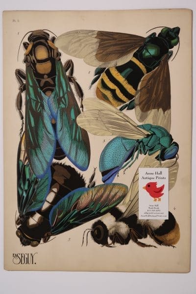 Seguy Insectes Papillons Bees-5, plate 5 showing several kinds of bees in this rare, colorful, antique print.