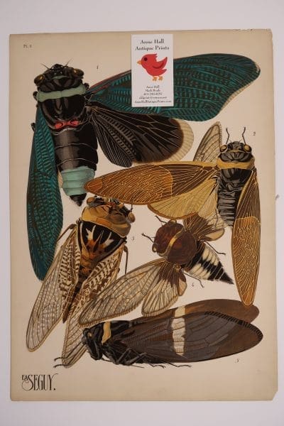 Original French Art Deco pochoir plate, E.A. Seguy Insectes Papillons Cicadas-1
