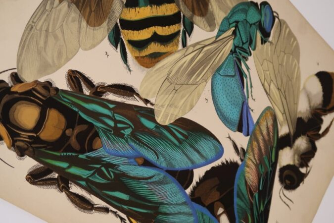 This example of nature & design is from from seguy insectes papillons pochoirs.Naturalists recorded & published their art, in what is considered today: rare books. 