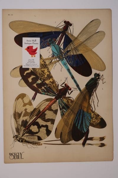 EA Seguy dragonflies-10 from Insectes portfolio, an original pochoir plate from 1925 to 1926.