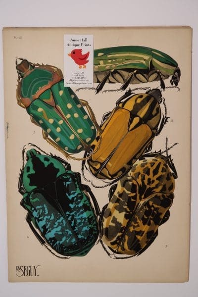 Spectacular beetle design, an original French Art Deco pochoir plate 12 from Insectes, E.A. Seguy insectes Papillons Beetles-12