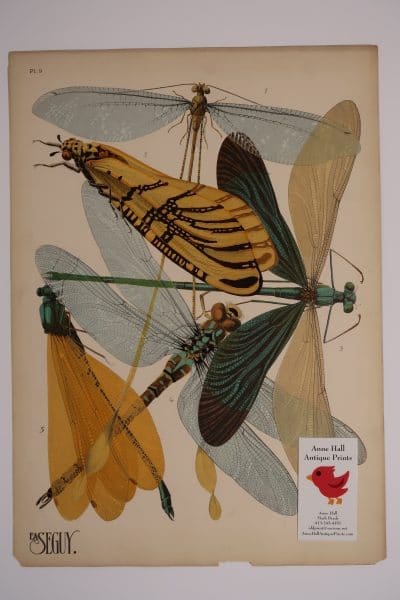 Pehaps the most stunning of Seguys Pochoirs Dragonflies Insectes-9, is this plate of 5 species of dragonflies, with incredible details in the insects wings.