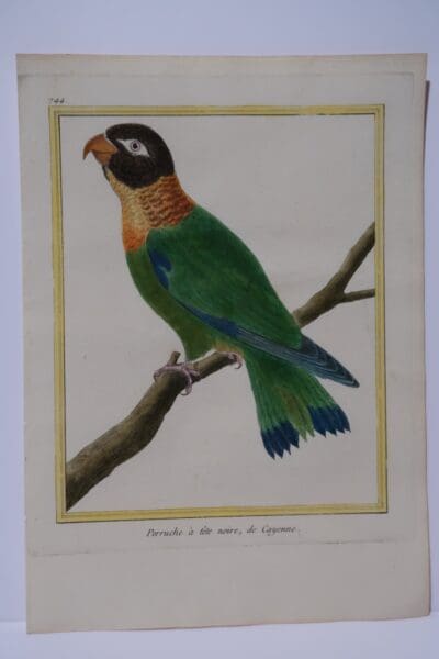 This yellow ring necked and black headed parrot of French Guiana , is an original engraving, over 200 years old.