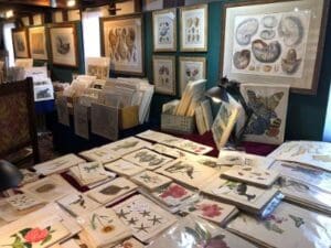 We have an outstanding collection of natural history, botanical and ornithology, engravings & lithographs, over 100 years old, at the Antique Prints Gallery on Bowens Wharf.
