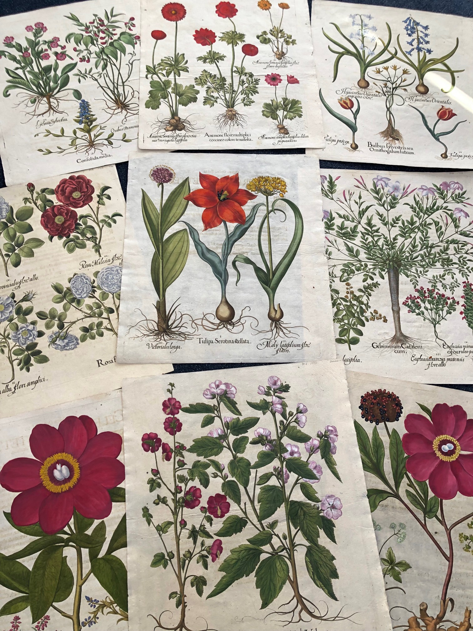 Antique engravings, by Basil Besler from 1713. Available Besler: Nine folio engravings, in pinks & reds: paeonies, tulips, fancy flowers. Anne Hall's Antique Prints, Besler's are over 300 years old.