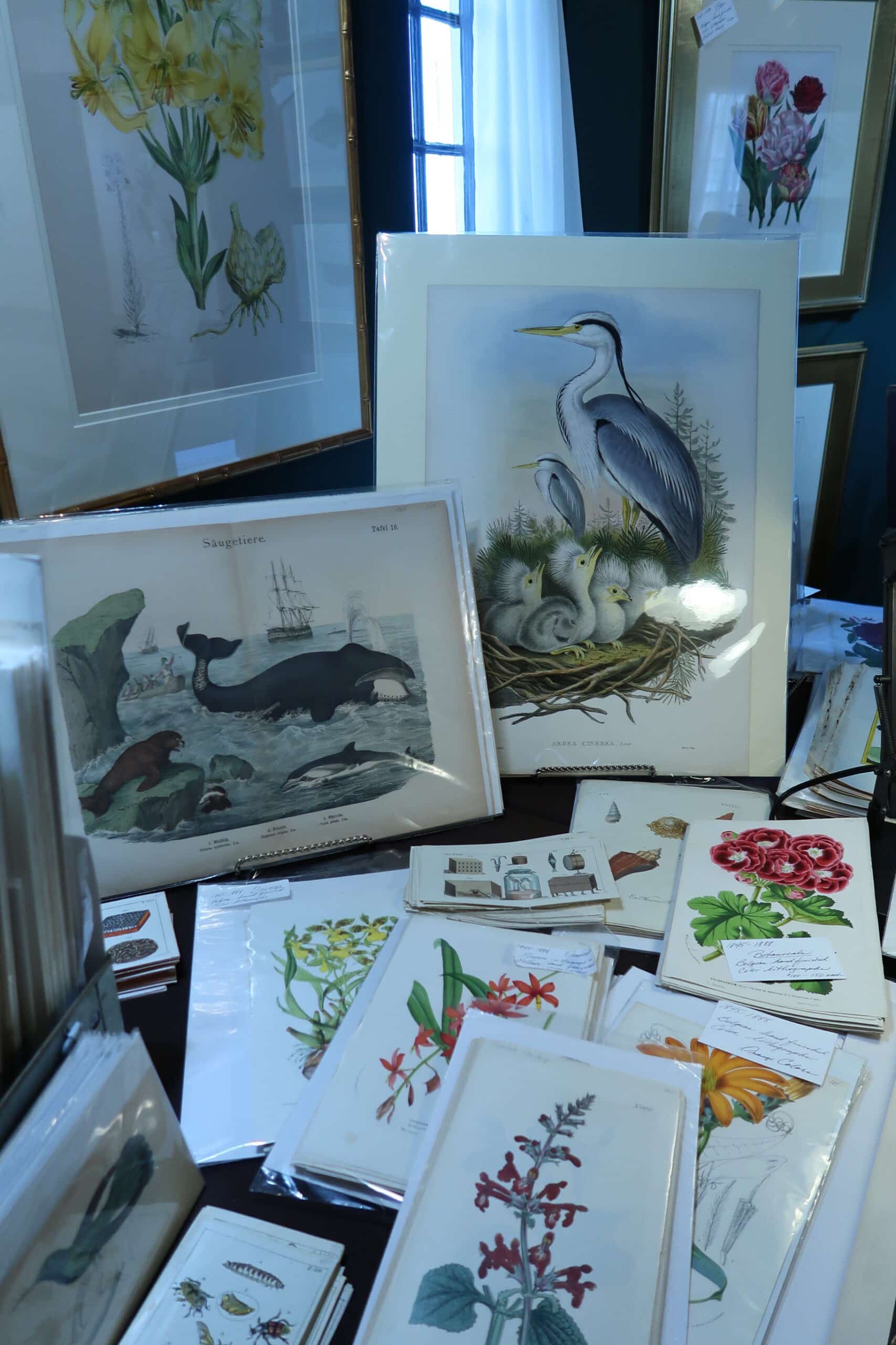 Visit Anne Hall Antique Prints & Maps Gallery, Bowen's Wharf in Newport (Rhode Island) USA. See amazing collections.  Gallery is filled with rare maps lithographs & engravings. Birds, whales, flowers. Originals, over 100 years old.