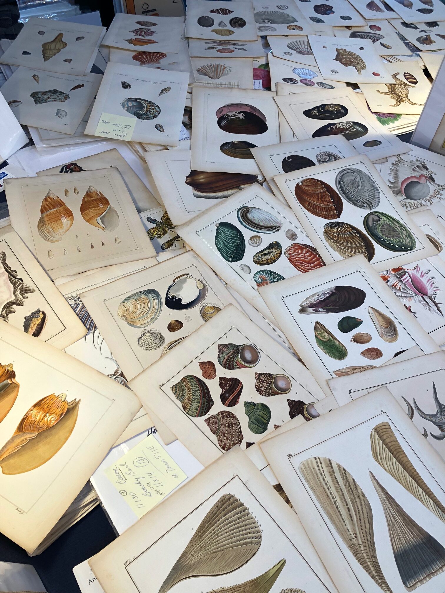 Extraordinary collection of antique shell engravings. Anne Hall Antique Prints Gallery offers for sale exquisite collections of rare prints & maps in her Newport Rhode Island. On Bowen's Wharf.