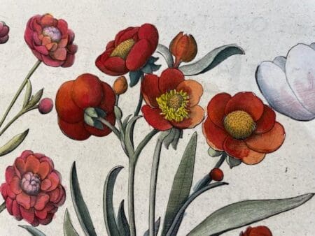 Anne Hall Antique Prints sells fancy flower engravings, from 1713, the work of Basil Besler. Buy from a world class antiques dealer with a spectacular store.
