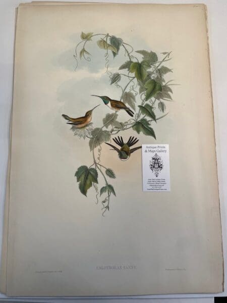 This original John Gould Hummingbird print is an antique lithograph with watercolors added at the time of publication c.1860, but some were before while others published a bit later than 1860. This John Gould lithograph is nearly 150-years-old of Calothorax Fanny