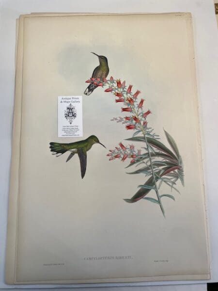 This original John Gould Hummingbird print is an antique lithograph with watercolors added at the time of publication c. 1840-1860. This John Gould lithograph is about 150-years-old of Campylopterus Roberti.