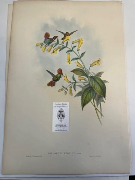 This original John Gould Hummingbird print is an antique lithograph with watercolors added at the time of publication c. 1840-1865. This John Gould lithograph is over 150-years-old. Depicts  Lophornis Regulus.