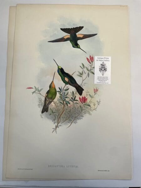 This original John Gould Hummingbird print is an antique lithograph with watercolors added at the time of publication c.1860. This John Gould lithograph is nearly 150-years-old: Relianthea Lutetiae