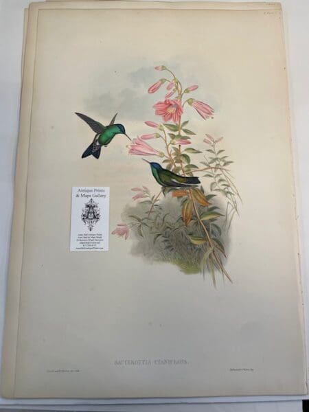 This original John Gould Hummingbird print is an antique lithograph with watercolors added at the time of publication. The work was created during the 1840's to c.1860. This John Gould lithograph is about 150-years-old. 