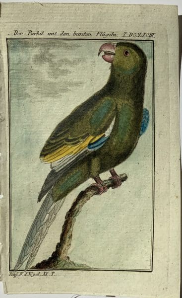 Buffon parrot 2, is a miniative hand-colored engraving, of a green parrot, yellow wing.  Sourced from miniature books, a German edition of George Leclerc Compte de Buffon's work on birds and parrots.