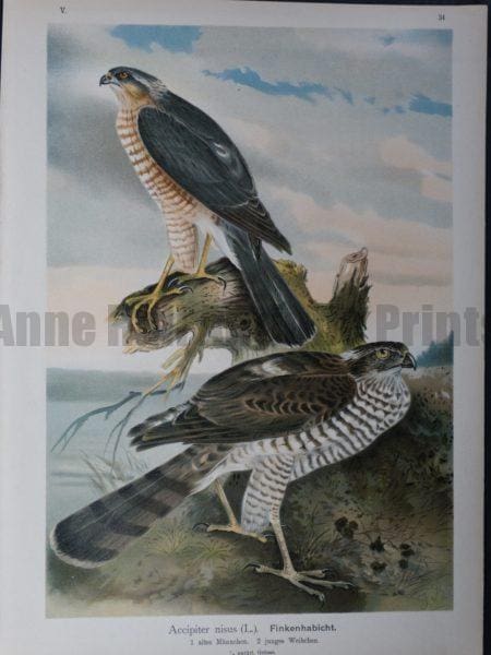 Accipiter nisus, 1895