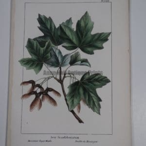 Rhus Metopium