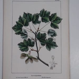 Acer Tripartitum