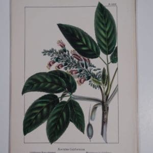 Aesculus Californica