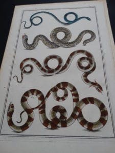 Alberta Seba Snakes Pl. XVII