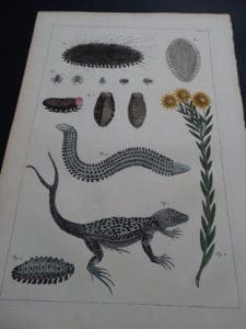 Albertus Seba Lizards and Insects Pl. XC