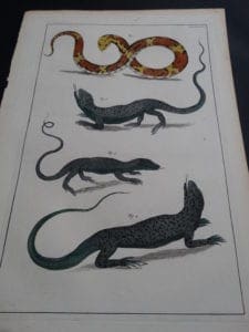 Albertus Seba Lizards and Snakes Pl. LXXXV
