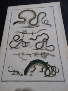 Albertus Seba Lizards and Snakes Pl. X