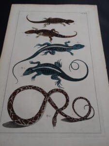 Albertus Seba Lizards and Snakes Pl. XCI