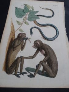 Albertus Seba Monkeys and Snakes Pl. XXXV