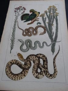 Albertus Seba Snakes Pl. XL