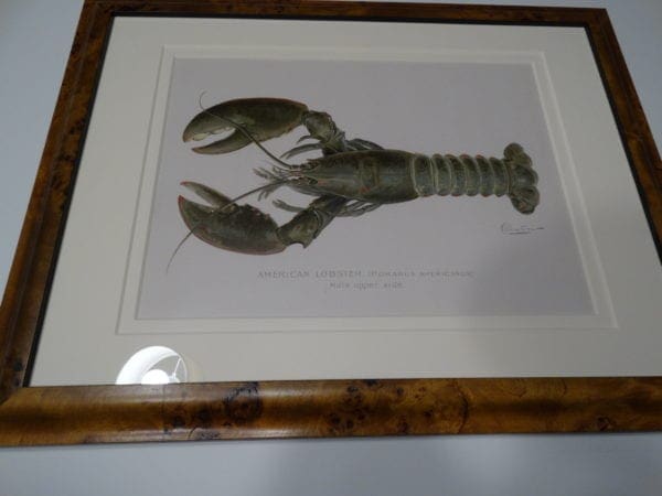 Exquisite framed American Lobster Homarus Americanus, Male Lobster by Sherman Denton. An original antique lithograph, over 100 years old.