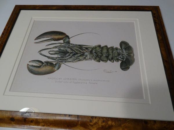 misc aquatic, antique lithograph by sherman denton, original plate circa 1900, American Lobster, Homarus Americanus Female Egger, exquisite archival framing.