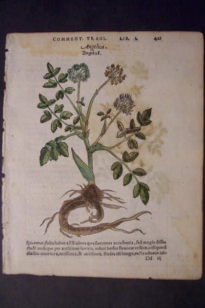 Angelica, 1560. $60.